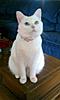 Help! My beautiful Molly is not "right"!-pinkmolly.jpg