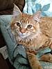 Ginger is getting spayed tomorrow-photo-99-.jpg