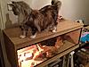 Maine Coon not putting on weight-img_2044.jpg