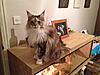 Maine Coon not putting on weight-img_2047.jpg