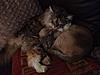 Maine Coon not putting on weight-photo-1-.jpg