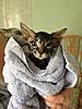 Ringworm Diaries-sidney-after-bath.jpg