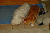 Poor Monty... peeing probs / cystitis-dscf0393_1.jpg