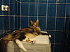 SouthCapitalCat-Almaty, Kazakhstan.-dsc03737.jpg