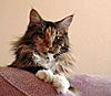 SouthCapitalCat-Almaty, Kazakhstan.-dsc03837.jpg