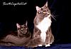 SouthCapitalCat-Almaty, Kazakhstan.-img_0326.jpg