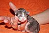 SouthCapitalCat-Almaty, Kazakhstan.-dsc01320.jpg