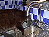 Cat in the bath!-pict1111.jpg