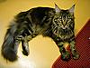 Dyman's quarantine....-3bdec2010.jpg
