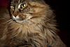 Talking Whiskers-whiskers.jpg