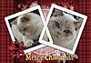 A Very Merry Christmas to you all on the forum...-merrycfrombadsworthcats.jpg