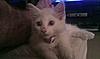 Can somebody tell me if my kitten is a Maine Coon?-imag0032.jpg