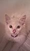 Can somebody tell me if my kitten is a Maine Coon?-imag0028.jpg
