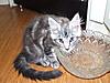 New pics of Gryfn-lillys-babies-11-weeks-056.jpg