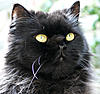 It is so lovely to see.........-site-mascot-bob.jpg