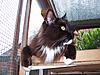 Any other Black/white/ Maine Coon Owners on here?-100_2222.jpg