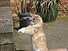 Simba's first time outside-img_0001_6.jpg