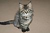 The Three Musketeers - 9 weeks-aramis090211.jpg