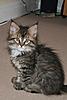 The Three Musketeers - 9 weeks-athos090211.jpg