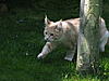 Simba's first time outside-img_0006_1.jpg
