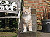 Simba's first time outside-img_0002_4.jpg