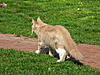 Simba's first time outside-img_0003_2.jpg