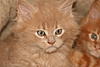 Our new Kittens-img_2443.jpg