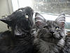 Larry and Monty are 1 today!-lnm-8-small.jpg