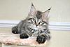 The Three Musketeers @ 11 weeks old-img_9950.jpg