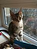 New kitten-img_0252.jpg