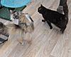 Update on Mimi..... Think she is just coming in to call!!-img_0249.jpg