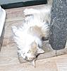 Update on Mimi..... Think she is just coming in to call!!-img_0257.jpg