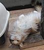 Update on Mimi..... Think she is just coming in to call!!-img_0258.jpg