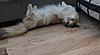 Update on Mimi..... Think she is just coming in to call!!-img_0294.jpg