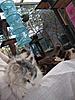 Nothing nicer than a day spent with the cats in the sunshine...-img_0307.jpg