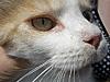 Update on Mimi..... Think she is just coming in to call!!-151035_108284959243312_100001854263818_71993_2855269_n.jpg