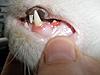 Update on Mimi..... Think she is just coming in to call!!-156770_108284909243317_100001854263818_71992_6059541_n.jpg