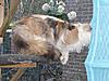 Update on Mimi..... Think she is just coming in to call!!-img_0241.jpg