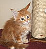 My New Kitten!-whose-paw-coming-get-me-.jpg