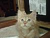 "Maybe a Maine Coon mix??"-img00168-20110313-1754.jpg