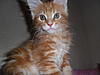 My New Kitten!-sam_0872.jpg