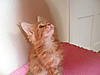 My New Kitten!-sam_0896.jpg