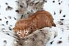 Los Gatitos Espanoles - Malia's Kittens @ 1 week old-woodside-enrique-10.jpg