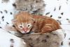 Los Gatitos Espanoles - Malia's Kittens @ 1 week old-woodside-luciano-07.jpg