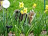 Springtime for Kittens!-spring1.jpg