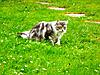Springtime for Kittens!-spring2.jpg