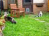 Springtime for Kittens!-spring4.jpg