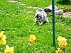 Springtime for Kittens!-spring5.jpg