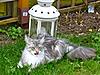 Springtime for Kittens!-spring6.jpg