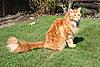 Some Cat Piccies-img_1068.jpg